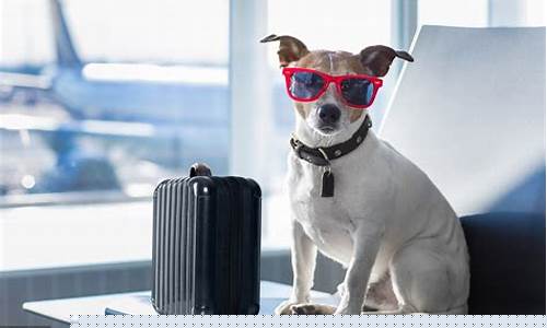 航空托运宠物要多少钱(航空托运电话咨询)_https://www.hhdlqc.com_广期所_第1张