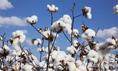 美国棉花期货(美国棉花期货最新消息)_https://www.hhdlqc.com_广期所_第1张