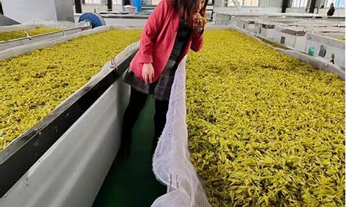 茶期货(茶期货骗局)_https://www.hhdlqc.com_上期能源_第1张