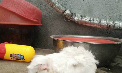荷兰猪交易市场(荷兰猪的市场怎么样)_https://www.hhdlqc.com_上期所_第1张