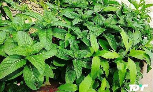 印度薄荷油期货行情(印度薄荷油期货行情拒不支付)_https://www.hhdlqc.com_大商所_第1张