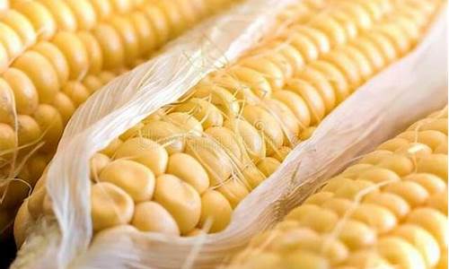 玉米期货一手多少钱(期货玉米价格最新行情)_https://www.hhdlqc.com_郑商所_第1张