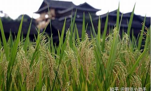 期货早稻(期货早稻退市)_https://www.hhdlqc.com_郑商所_第1张