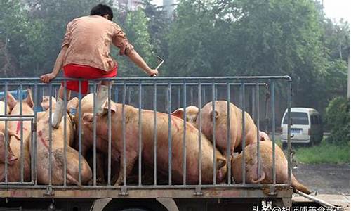 现在猪价多少钱一斤(现在猪价多少钱一斤贵州这边)_https://www.hhdlqc.com_大商所_第1张