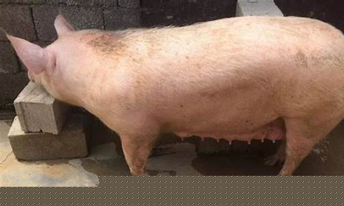 养猪方法喂什么长得快(养猪用什么办法长得最快)_中金所_第1张_财经网 养猪方法喂什么长得快(养猪用什么办法长得最快)_https://www.hhdlqc.com_中金所_第1张