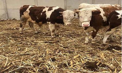 500斤的牛多少钱一头(500斤肉牛多少钱)_https://www.hhdlqc.com_郑商所_第1张