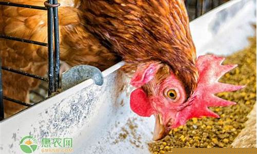 肉食鸡饲料多少钱一吨(肉鸡饲料价格表)_https://www.hhdlqc.com_大商所_第1张